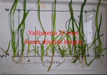 Diverse soorten aquarium planten  beschikbaar voor biedingen