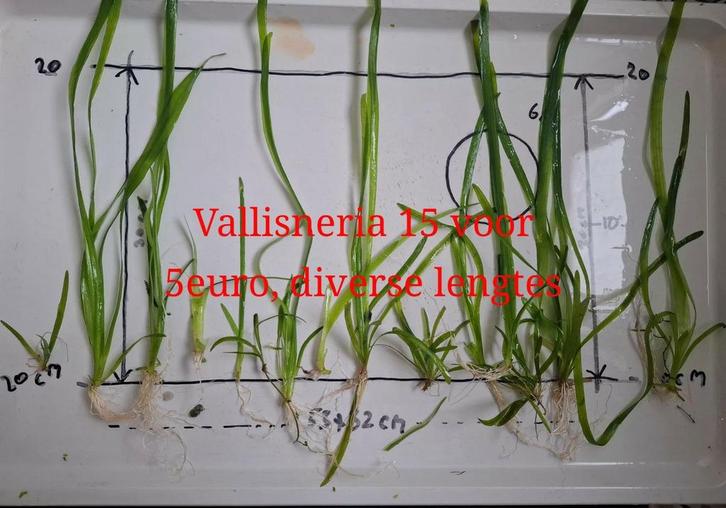 Diverse soorten aquarium planten, Dieren en Toebehoren, Vissen | Aquaria en Toebehoren, Nieuw, Plant(en), Steen of Hout, Ophalen