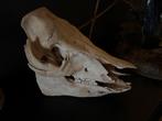 Prachtige schedel varken, Verzamelen, Dierenverzamelingen, Ophalen of Verzenden, Zo goed als nieuw, Schedel