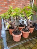 Bonsai druif (vitis), ruim 15 jaar oude stam, Tuin en Terras, Planten | Fruitbomen, Volle zon, Minder dan 100 cm, Ophalen of Verzenden