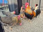 Broedeieren Ned Leghorn Zilverpatrijs en Patrijs, Dieren en Toebehoren, Pluimvee, Geslacht onbekend, Kip