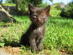 Kittens, Dieren en Toebehoren, Katten en Kittens | Overige Katten, Kater, Kortharig, 0 tot 2 jaar