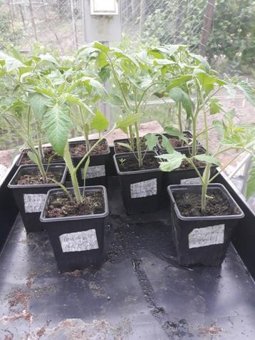 Mooie stevige tomatenplanten beschikbaar voor biedingen