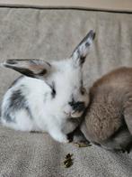 Super lief nestje dwerg hangoor konijnen, volledig ingeënt., Meerdere dieren, Dwerg, Hangoor, 0 tot 2 jaar
