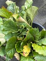 Bergenia stekken - Roze bloei in het voorjaar, Tuin en Terras, Planten | Tuinplanten, Ophalen, Bodembedekkers, Vaste plant, Halfschaduw