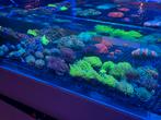 Koralen voor het Zeeaquarium, Ophalen, Nieuw, Overige typen
