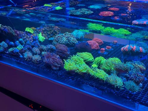 Koralen voor het Zeeaquarium, Dieren en Toebehoren, Vissen | Aquaria en Toebehoren, Nieuw, Overige typen, Ophalen