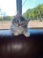 Maine coon Kittens, Meerdere dieren, Ontwormd, 0 tot 2 jaar