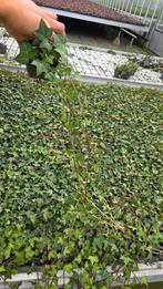 Hedera Helix - 9cm pot - klimop - lange ranken, Tuin en Terras, Planten | Struiken en Hagen, Ophalen of Verzenden, Overige soorten