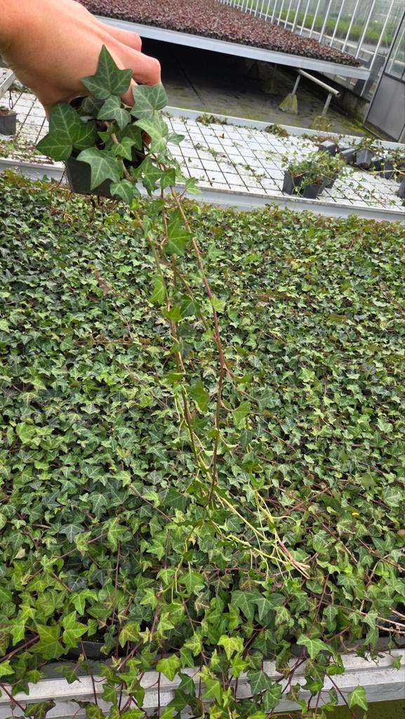 Hedera Helix - 9cm pot - klimop - lange ranken, Tuin en Terras, Planten | Struiken en Hagen, Overige soorten, Ophalen of Verzenden
