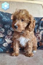 Prachtige mini doodle pups, Nederland, Overige rassen, CDV (hondenziekte), 8 tot 15 weken