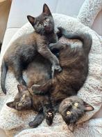 Super lieve Britse Korthaar kittens Chocolate, Dieren en Toebehoren, Katten en Kittens | Raskatten | Korthaar, Meerdere dieren
