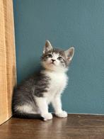Kittens klaar voor nieuw huisje, Dieren en Toebehoren, Katten en Kittens | Overige Katten, Meerdere dieren, Kortharig, 0 tot 2 jaar
