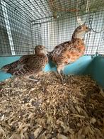 Bosfazant koppel, Meerdere dieren, Eend