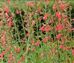 Penstemon Coccineus | Schildpadbloem | Chemievrij | P9, Overige soorten, Volle zon, Vaste plant, Ophalen of Verzenden