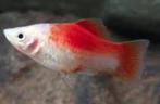Platy Coral rood/wit - Koidream Valburg