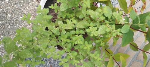 Citroenmelisse plant kruid, Tuin en Terras, Planten | Tuinplanten, Vaste plant, Kruiden, Halfschaduw, Zomer, Ophalen