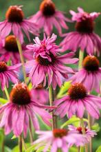 Zaden Echinacea Doubledecker -  dubbeldekker zonnehoed, Ophalen of Verzenden, Voorjaar, Volle zon, Zaad