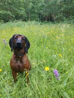 Beierse bergzweethond, Reu, 1 tot 2 jaar, Eén hond, Nederland