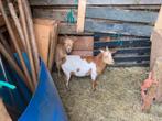 Dwergbok van 2025., Dieren en Toebehoren, Schapen, Geiten en Varkens, Mannelijk, Geit