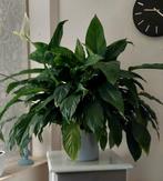 Mooie grote lepelplant, Ophalen, Halfschaduw, Minder dan 100 cm