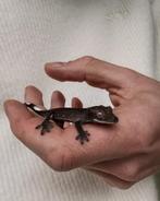 Axanthic wimpergekko, Dieren en Toebehoren, Reptielen en Amfibieën, Overige soorten, 0 tot 2 jaar
