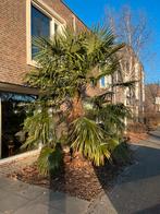 Palmboom Trachycarpus fortunei, chinese waaierpalm, Tuin en Terras, Planten | Bomen, Ophalen, Zomer, Volle zon, Palmboom