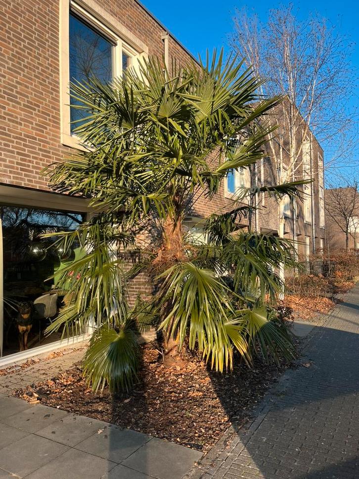 Palmboom Trachycarpus fortunei, chinese waaierpalm, Tuin en Terras, Planten | Bomen, Palmboom, Volle zon, Zomer, Ophalen