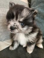 Klein mooi Pomeranian teefje, Dieren en Toebehoren, Honden | Poolhonden, Keeshonden en Oertypen, Particulier, Keeshond, 8 tot 15 weken