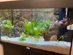 Juwel rio 125 Led HVP Aqua met of zonder vissen, planten ect, Dieren en Toebehoren, Ophalen, Gebruikt, Gevuld zoetwateraquarium