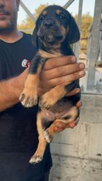 Pup 11, Dieren en Toebehoren, Particulier, Rabiës (hondsdolheid), 15 weken tot 1 jaar, Buitenland
