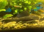 2 grote Pleco algeneters ca 15-20 cm, Vis