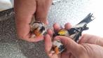 Putters, Meerdere dieren, Wildzangvogel