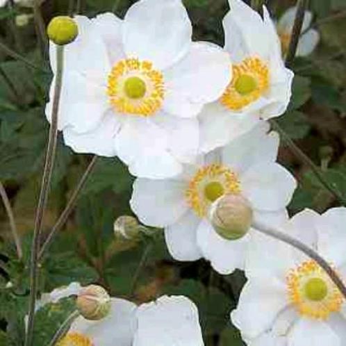 Japanse witte anemoon Honorine Jobert, Herfstannemoon, Tuin en Terras, Planten | Tuinplanten, Vaste plant, Overige soorten, Zomer