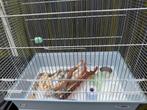 Vogelkooi, Dieren en Toebehoren, Ophalen of Verzenden, Zo goed als nieuw, Metaal, Vogelkooi