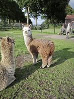 Alpaca hengst veulen Rosa-gray, Dieren en Toebehoren, Overige Dieren, November, Mannelijk