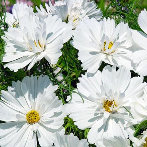 Zaden Cosmos Psyche White, Tuin en Terras, Bloembollen en Zaden, Volle zon, Verzenden