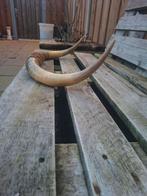 Ruilen....kop....ram???, Ophalen