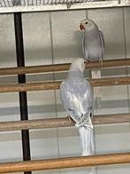 Te koop blauwe lacewing halsband parkieten 2025, Meerdere dieren