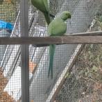 Halsbandparkiet: Groene halsband. Man split lutino (geel), Dieren en Toebehoren, Vogels | Parkieten en Papegaaien, Mannelijk, Parkiet