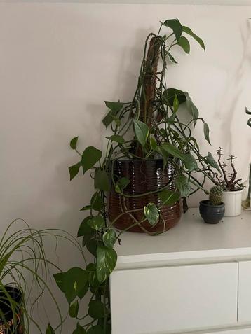 Grote Pothos kamerplant inclusief pot beschikbaar voor biedingen