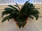 Grote Clivia plant 4 stekjes, Huis en Inrichting, Ophalen, Overige soorten, Minder dan 100 cm