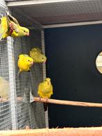 Kans split lutino bergparkiet mannen van 2025, Dieren en Toebehoren, Vogels | Parkieten en Papegaaien, Mannelijk, Parkiet