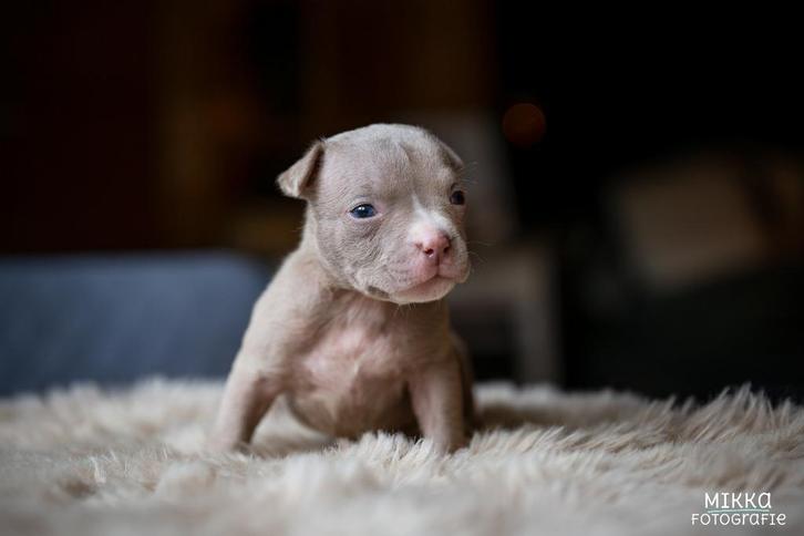 Bully pups pocket met stamboom, Dieren en Toebehoren, Honden | Bulldogs, Pinschers en Molossers, Meerdere dieren, Bulldog, Particulier