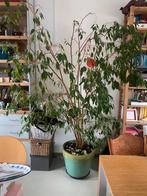 Gratis grote kamerplant gezonde ficus zonder pot, Huis en Inrichting, Kamerplanten, Ophalen of Verzenden, Ficus, Halfschaduw, 150 tot 200 cm