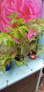 Rode Tomaat plant moestuin nu 50cm hoog, Volle zon, Groenteplanten, Eenjarig, Ophalen of Verzenden