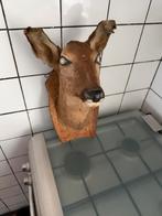 Te koop mooie opgezette Reekop in nette staat, Ophalen, Zo goed als nieuw, Hert, Opgezet dier