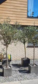 tuinplanten, Tuin en Terras, Volle zon, Vaste plant, Zomer, Ophalen
