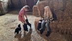 Raszuivere Border collie pups, gezinshond, Dieren en Toebehoren, Honden | Herdershonden en Veedrijvers, CDV (hondenziekte), 8 tot 15 weken