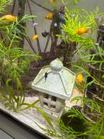 Meerdere verschillende baby vissen moeten weg!, Dieren en Toebehoren, Ophalen of Verzenden